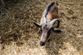 Brown lovely goat at farm look up