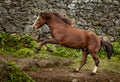 Brown Lusitano horse, galloping free, mane in wind Royalty Free Stock Photo