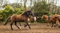 Brown Lusitano horse, galloping free on paddock Royalty Free Stock Photo