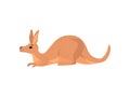 Brown Lying Kangaroo, Cute Wallaby Australian Animal Character Vector Illustration Royalty Free Stock Photo