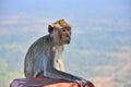 Brown macaque monkey on nature background