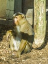 Brown macaque monkey sitting on the ground looking a bit angry or serious primate animal portrait