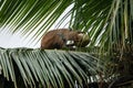 Brown macaque monkey sitting on a palm tree and trying to bite a green coconut with hands hold on coconut Royalty Free Stock Photo