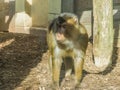 Brown macaque monkey standing next to a wooden pole looking bored and a bit sad primate animal portrait