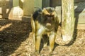 Brown macaque monkey standing in wood chips looking a bit sad or bored primate animal portrait