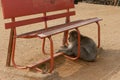 Brown macaque sitting under the bench in the Arashiyama Monkey Park Iwatayama