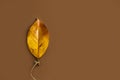 Brown magnolia leaf balloon shape on a brown background