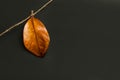 A brown magnolia leaf hanging from a sisal yarn on a dark background