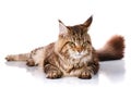 Brown Maine Coon cat lying on white background Royalty Free Stock Photo