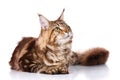 Brown Maine Coon cat lying on white background Royalty Free Stock Photo