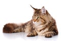 Brown Maine Coon cat lying on white background Royalty Free Stock Photo