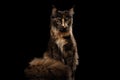 Brown Maine Coon Cat Sitting and Angry Looks Isolated Black Royalty Free Stock Photo