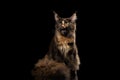 Brown Maine Coon Cat Sitting and Meowing Isolated Black Background Royalty Free Stock Photo