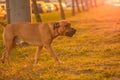 A brown male dog mixed breed pitbull with a black nose and drooping ears walks from left to right in the park, looking, going to t Royalty Free Stock Photo