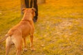 A brown male dog mixed breed pitbull with drooping ears stand back on grass in the park, looking in the side of the owner Royalty Free Stock Photo