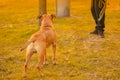 A brown male dog mixed breed pitbull with drooping ears stands on grass in the city park, looking in the side of the owner Royalty Free Stock Photo