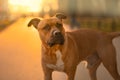 A brown male dog pitbull with a black nose and drooping ears stands and looks at the owner on the path in the light of the sun Royalty Free Stock Photo