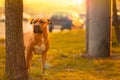 A brown male dog pitbull with a black nose and drooping ears stands near tree and looks into into the distance in the sunset Royalty Free Stock Photo