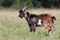 Brown male goat Royalty Free Stock Photo