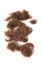 Brown male hairs isolated on the white