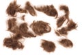 Brown male hairs isolated on the white