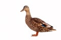 Brown Mallard Duck Anas platyrhynchos isolated on white background Royalty Free Stock Photo