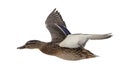 Brown mallard duck flight isolated on white background Royalty Free Stock Photo