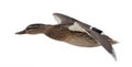 Brown mallard duck flight on white background