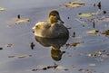 Brown Mallard Duck Reflection Juanita Bay Park Lake Washington Kirkland Royalty Free Stock Photo