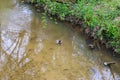 A brown mallard duck swimming along a river in the forest surrounded by lush green trees and plants at Murphey Candler Park