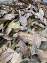 Brown mango leaves fallen on the ground