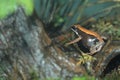 Brown mantella Royalty Free Stock Photo