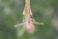 brown mantis religiosa macro to the face Royalty Free Stock Photo