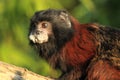 Brown-mantled tamarin