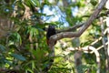 Brown-mantled tamarin