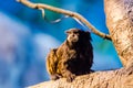 Brown-mantled tamarin Royalty Free Stock Photo