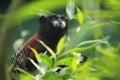 Brown-mantled tamarin