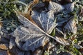 Brown maple leaf in hoarfrost on grass top view in cold season, Ice crystals of first frost