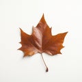 Brown maple leaf isolated on white background. Flat lay, top view Royalty Free Stock Photo