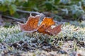 A brown maple leaf lies on the grass. The leaf and grass are covered with white ice crystals Royalty Free Stock Photo