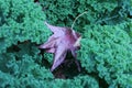 Brown Maple leaf on top of green kale in winter garden