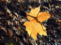 Brown maple tree leaf in autumn, Lithuania Royalty Free Stock Photo