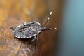 The brown-marbled stinkbug - Halyomorpha halys Royalty Free Stock Photo