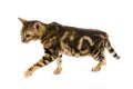 Brown Marbled Tabby Bengal Domestic Cat, Adult standing against White Background