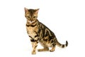 Brown Marbled Tabby Bengal Domestic Cat, Adult standing against White Background