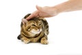 BROWN MARBLED TABBY BENGAL DOMESTIC CATN SCARED