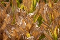 VERATRUM CALIFORNICUM LEAF - SAN BERNARDINO MTNS - 072321