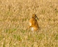 Brown march hare in a field Royalty Free Stock Photo