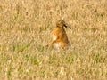 Brown march hare in a field Royalty Free Stock Photo