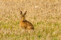 Brown march hare in a field Royalty Free Stock Photo